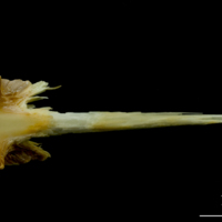 photo of Saithe vomer ventral view