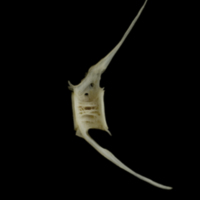 photo of Zander caudal vertebra lateral view