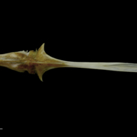 photo of Spanish mackerel parasphenoid ventral view