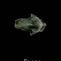 photo of Butterfish for assessment dorsal view