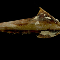 photo of Atlantic bluefin tuna  articular lateral view