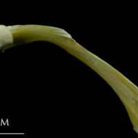 photo of Saithe maxilla lateral view