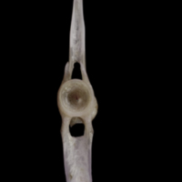 photo of Red seabream caudal vertebra anterior view