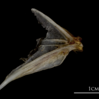 photo of Sea scorpion opercular lateral view
