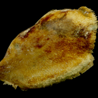 photo of Atlantic bluefin tuna  for assessment lateral view