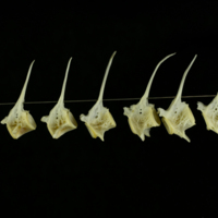 photo of European seabass precaudal vertebra lateral view