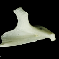 photo of Freshwater bream dentary medial view