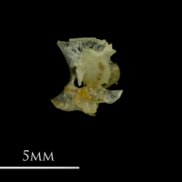 photo of European sprat otic bullae detail view