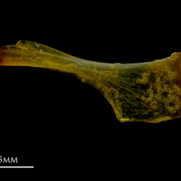 photo of Grey gurnard ceratohyal lateral view