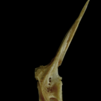 photo of Couch's seabream precaudal vertebra lateral view