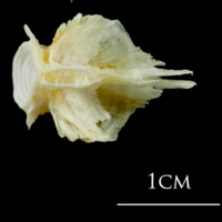 photo of European plaice basioccipital ventral view