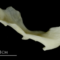 photo of Grey Triggerfish maxilla medial view