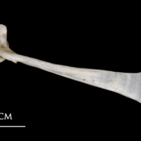 photo of Sea scorpion maxilla lateral view