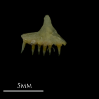 photo of Arctic Char for assessment medial view
