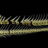 photo of Atlantic cod vertbral column lateral view