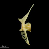 photo of Greater forkbeard precaudal vertebra lateral view