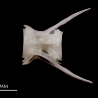 photo of Red seabream caudal vertebra lateral view