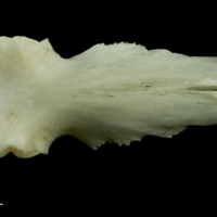 photo of Common carp parasphenoid ventral view
