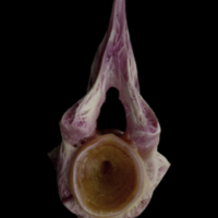 photo of Meagre precaudal vertebra anterior view