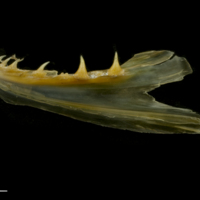photo of European smelt dentary lateral view
