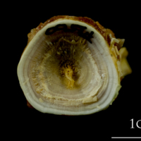 photo of Northern pike basioccipital - first vertebra posterior view