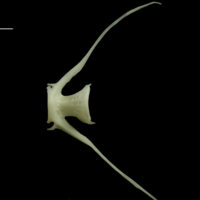 photo of Whiting caudal vertebra lateral view