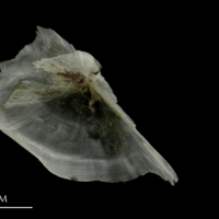 photo of Brill subopercular medial view