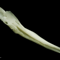 photo of Freshwater bream supracleithrum medial view