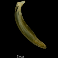 photo of Vendace maxilla medial view