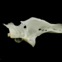 photo of Roach basioccipital lateral view