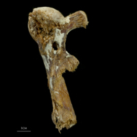 photo of Atlantic bluefin tuna  hyomandibular lateral view