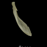 photo of Eelpout supracleithrum medial view