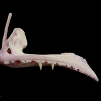 photo of Meagre premaxilla lateral view