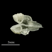 photo of Roach vomer dorsal view