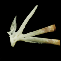 photo of Freshwater bream ultimate vertebra lateral view