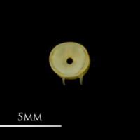 photo of European smelt precaudal vertebra anterior view