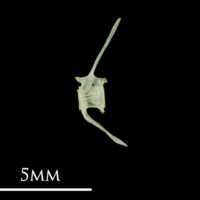 photo of Butterfish caudal vertebra lateral view