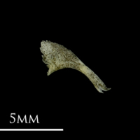 photo of Three-spined stickleback for assessment lateral view