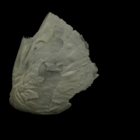 photo of Grayling opercular lateral view