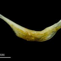 photo of Common sole preopercular lateral view