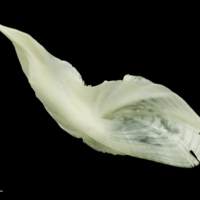 photo of Freshwater bream cleithrum dorsal view