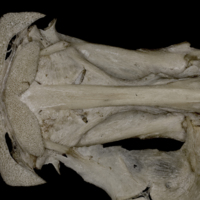 photo of Wels catfish parasphenoid basioccipital vomer complex ventral view