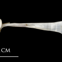 photo of Sea scorpion maxilla medial view