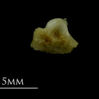 photo of Mediterranean moray for assessment lateral view