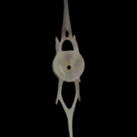 photo of European eel caudal vertebra anterior view