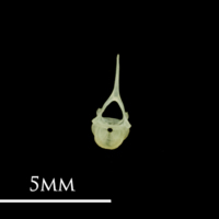 photo of Butterfish precaudal vertebra posterior view
