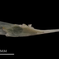 photo of European eel for assessment dorsal view