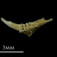 photo of Sandsmelt pharyngeal medial view