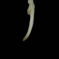 photo of Eelpout for assessment lateral view