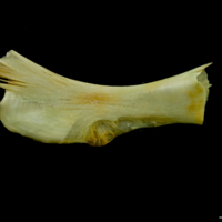 photo of Saithe ceratohyal medial view